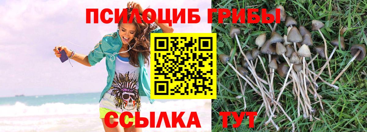 Псилоцибиновые грибы Cubensis Тверь
